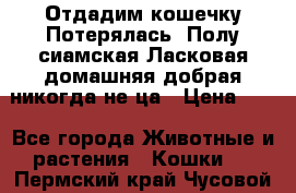 Отдадим кошечку.Потерялась. Полу сиамская.Ласковая,домашняя,добрая,никогда не ца › Цена ­ 1 - Все города Животные и растения » Кошки   . Пермский край,Чусовой г.